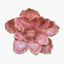 BLÜTE auf CLIP rosa